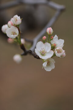 梨花