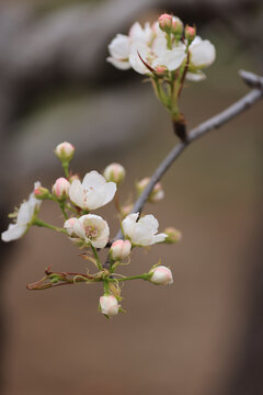 花枝