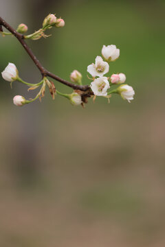 莱阳梨花