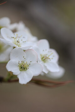 梨花