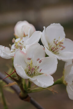 梨花花蕊