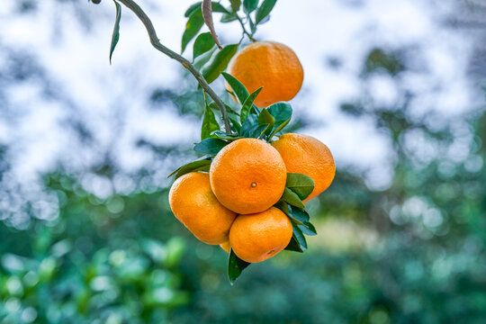 橘子树桔子