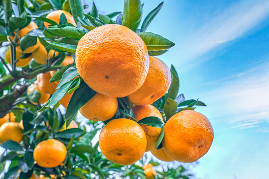橘子熟了