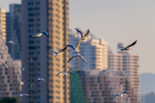 北戴河海滨海鸥