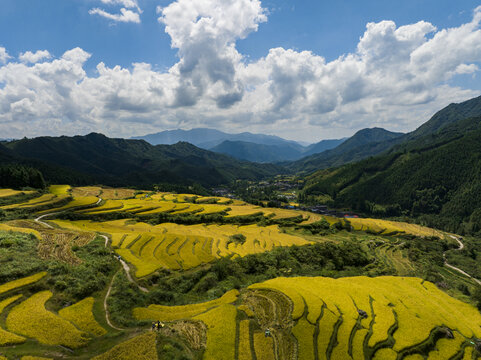 航拍广东连州欧家黑山梯田稻谷