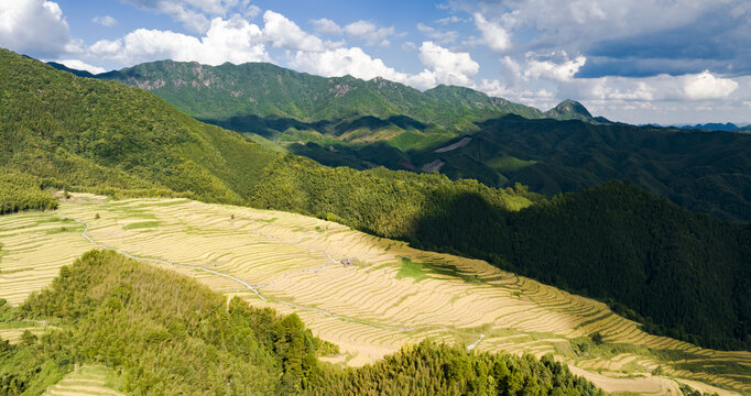 航拍广东连州欧家黑山梯田稻谷