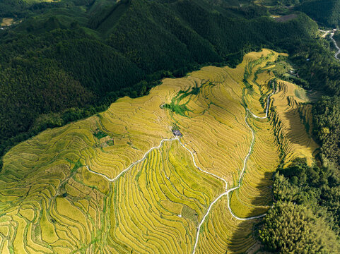 航拍广东连州欧家黑山梯田稻谷