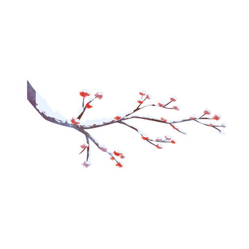 冬天落雪的梅花树枝