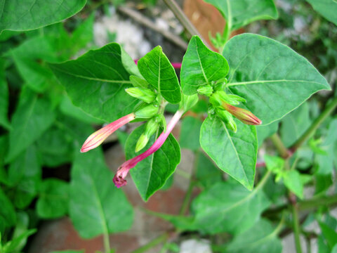 紫茉莉