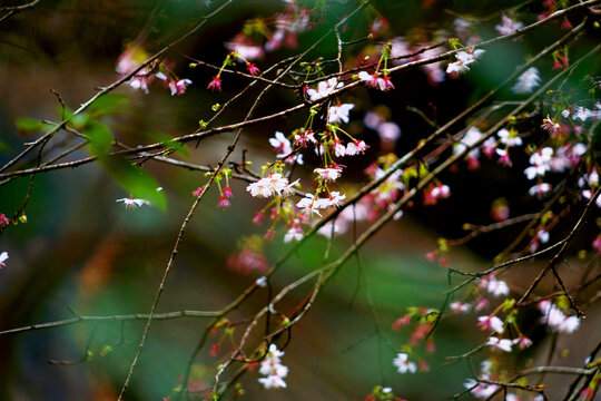 野樱花花枝