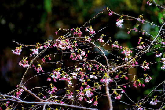 野樱花花枝