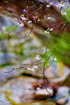 山中野樱花