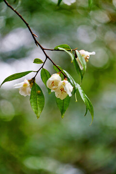 山茶花尖连蕊茶