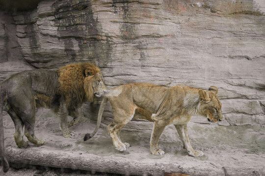 狮子雄狮非洲野生动物猫科动物