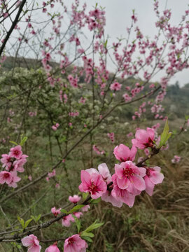 桃花盛开