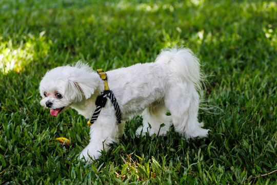 草地上一只京巴犬