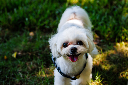 草地上一只京巴犬