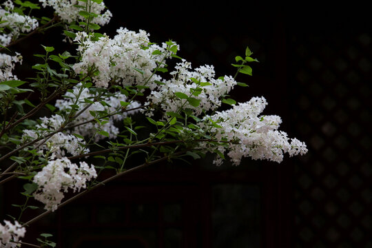 古建筑丁香花