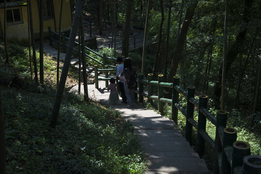 林间山路