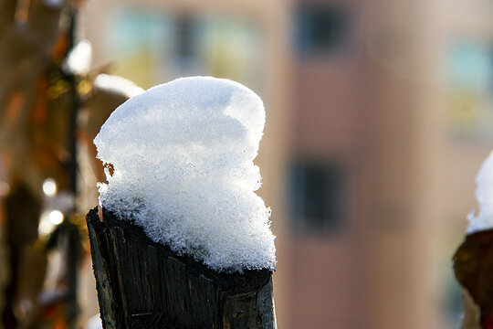 雪与树桩