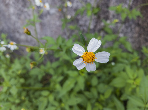 白花鬼针草