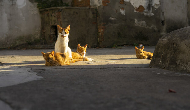 家猫小黄猫晒太阳