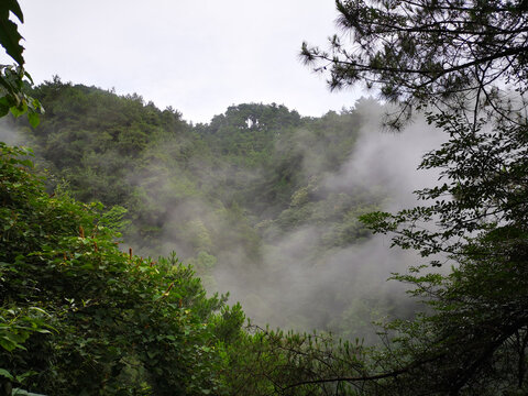 古剑山森林