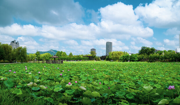 荷花池塘