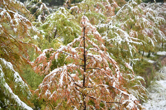 初雪压树枝