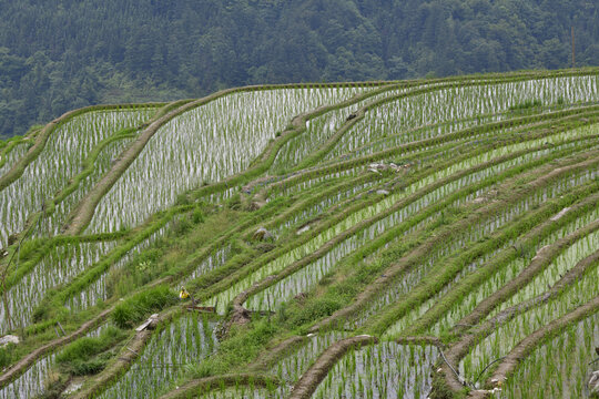 梯田