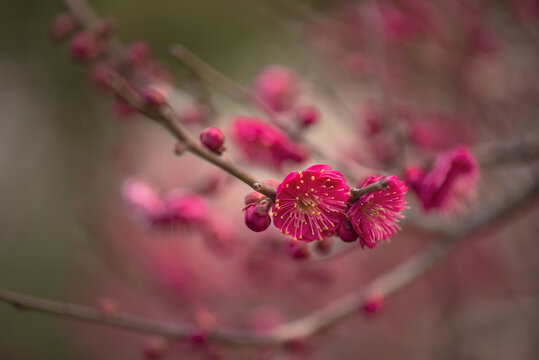 梅花素材