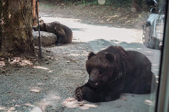 大棕熊野生动物黑熊灰熊