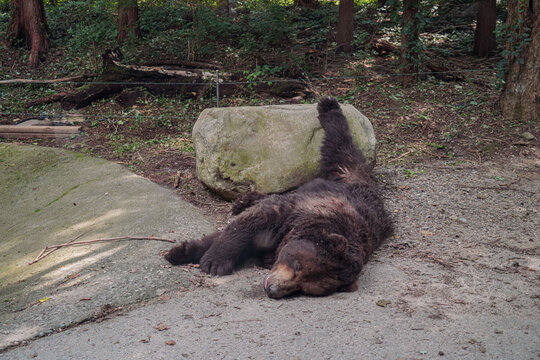 大棕熊野生动物黑熊灰熊