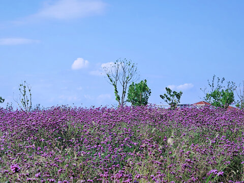 花海