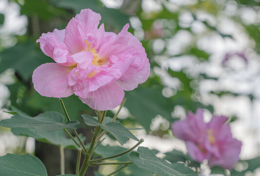 粉红色木芙蓉花朵