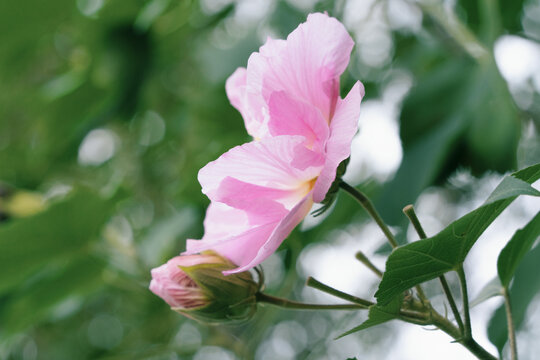 绽放的木芙蓉花朵