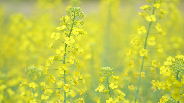 油菜花