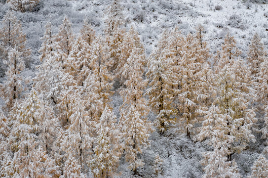 雪中的落叶松