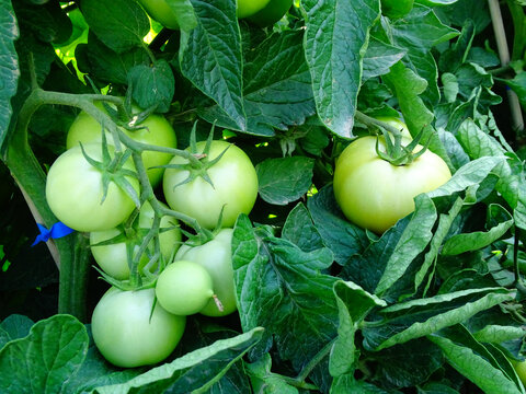 露地西红柿种植
