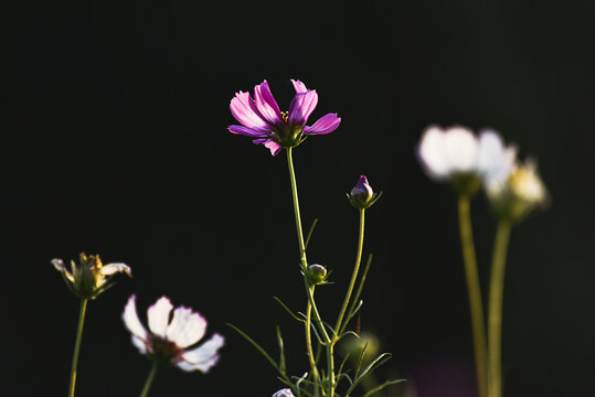 格桑花特写