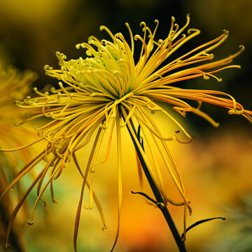 唯美菊花