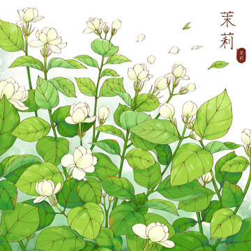 原创手绘水彩风茉莉花插画