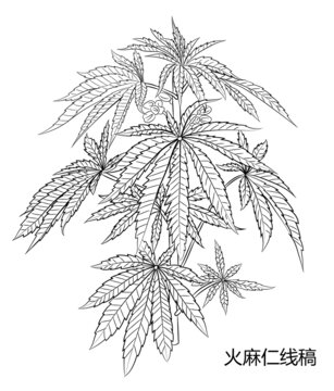 火麻仁线稿