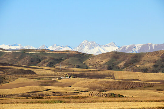 新疆天山下的麦田