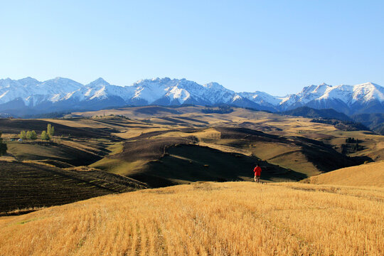 新疆天山下的麦田
