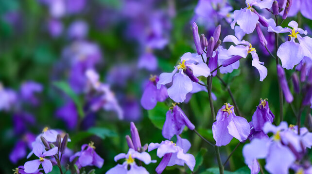 紫色油菜花