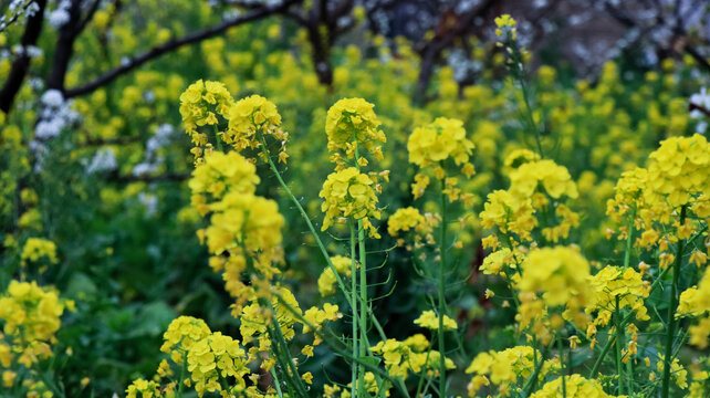 油菜花