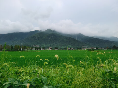 狗尾巴草