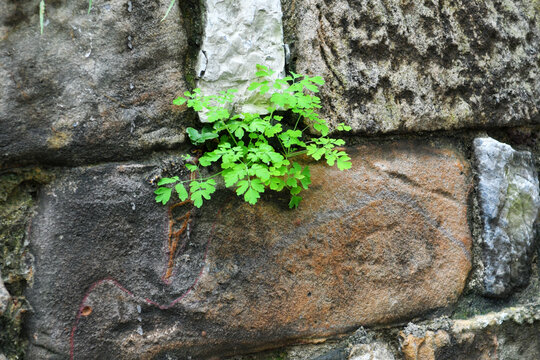 石墙中生长的植物