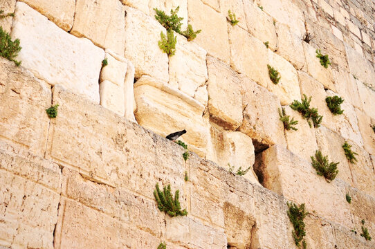 以色列耶路撒冷西墙局部特写